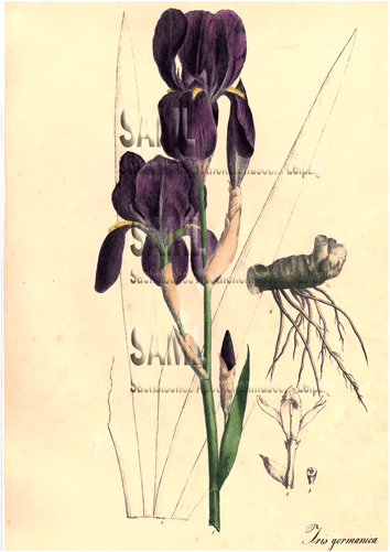 iris-germanica_web.gif