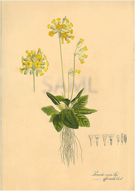 primula-veris-schluesselblume_web.gif